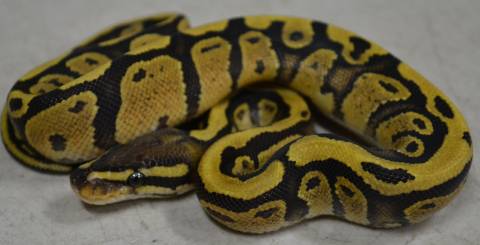 Baby Flame Vanilla Ball Pythons