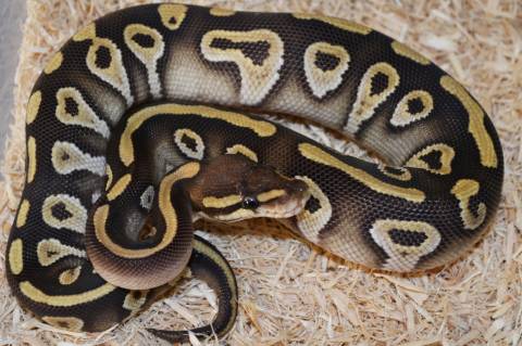 Baby Chocolate Mojave Ball Pythons