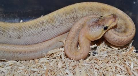 Baby Champagne Lemonblast Ball Pythons