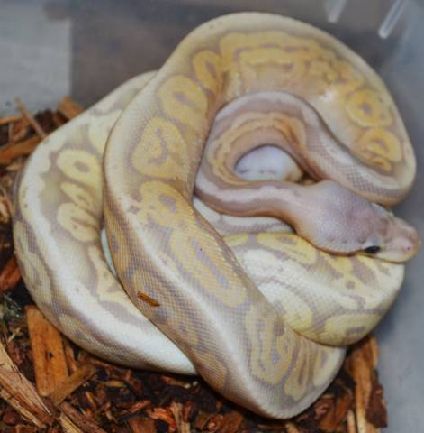 Baby Banana Black Pewter Ball Pythons  