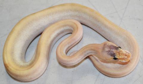 Baby Champagne Pinstripe Ball Pythons