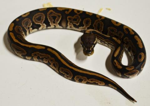 Baby Cinnamon Pastel Ball Pythons
