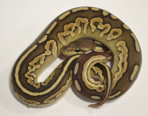 Baby Mojave Cinnamon Ball Pythons