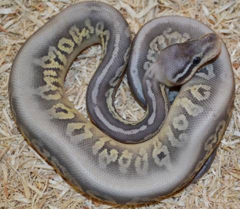 Baby Hypo Sterling Ball Pythons