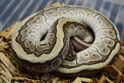 Baby Mojave Pinstripe Ball Pythons