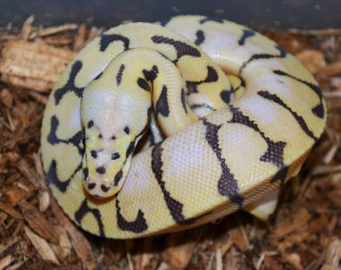 Baby Killer Bee Enchi Ball Pythons