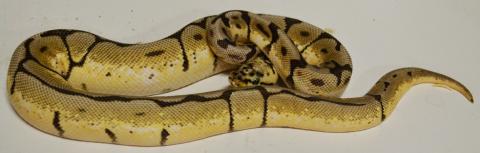 Small Bumblebee Ball Pythons