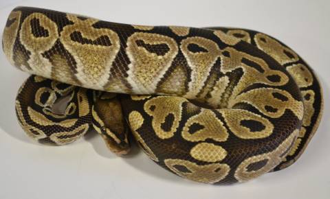 Adult Fire Granite Ball Pythons