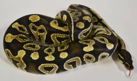 Medium Mojave Ball Pythons