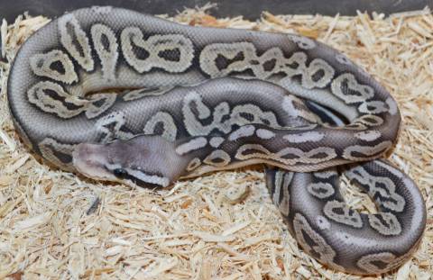 Baby Hypo Black Pewter Ball Pythons