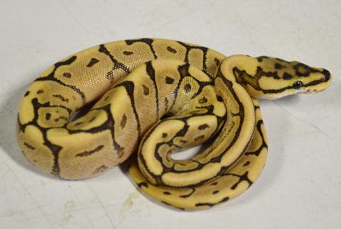 Baby Mystic Fire Spider Ball Pythons