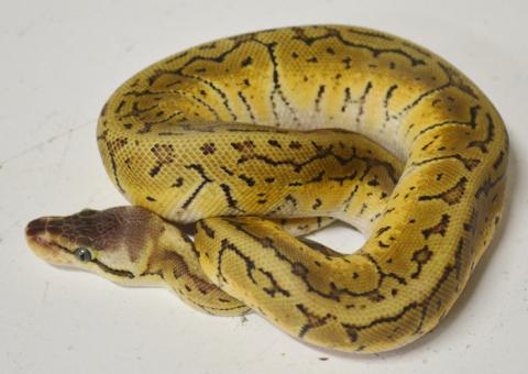 Small Lemon Blast Ball Pythons