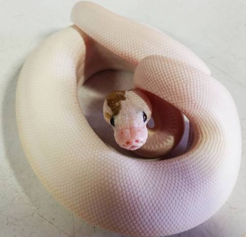 Baby Paradox BEL Ball Pythons
