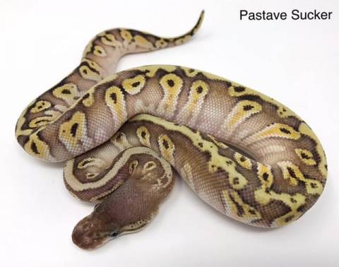 Baby Pastave Sucker Ball Pythons