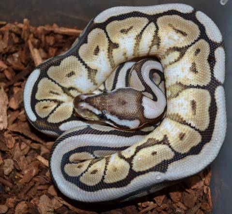 Baby Cinnamon Spider Ball Pythons