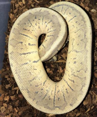 Small Chocolate Super Blast Ball Pythons