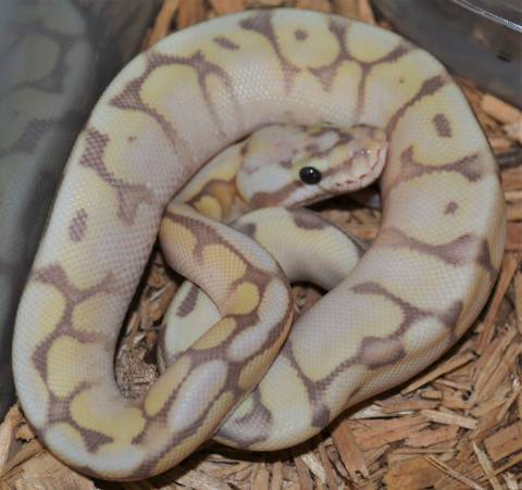Baby Banana Mojave Bumblebee Ball Pythons