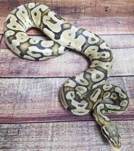 Adult Fire Ball Pythons
