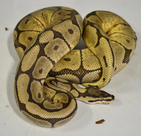 Adult Mojave Spider Ball Pythons
