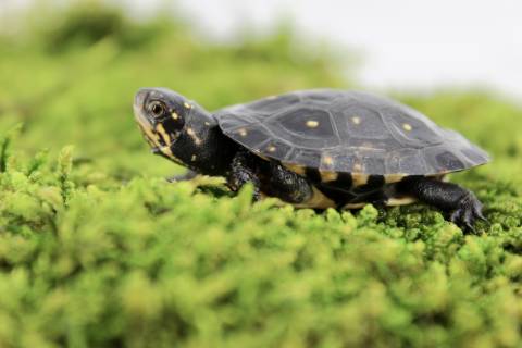 Baby Spotted Turtles