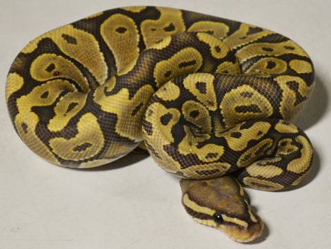 Small Hypo Ball Pythons