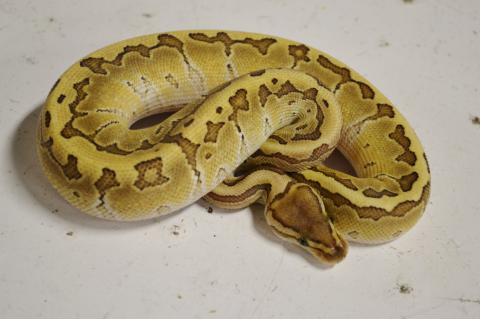 Baby Kingpin Ball Pythons