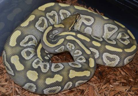 Adult Mojave Ghost Ball Pythons