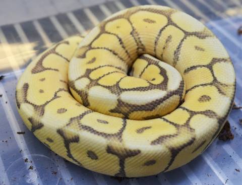 Baby Hypo Bumblebee Mojave Ball Pythons
