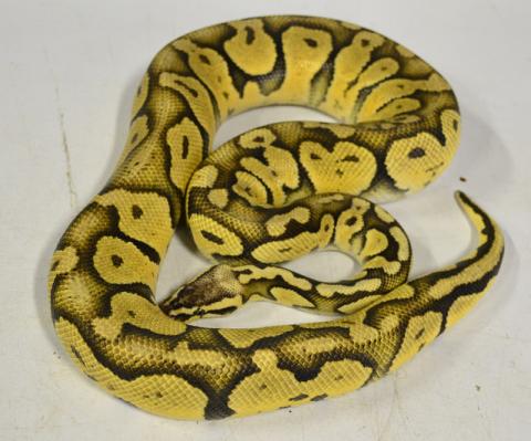 Adult Super Pastel Ball Pythons