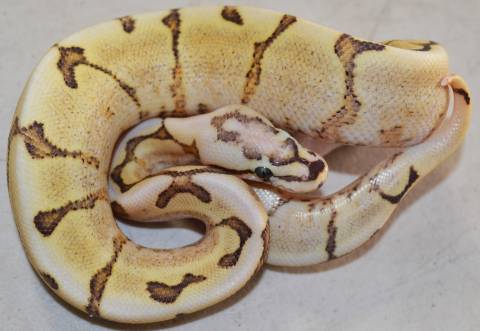 Baby Amoretti Spider Ball Pythons