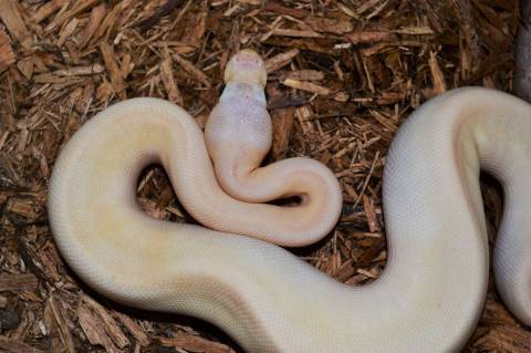 Baby Banana Pastel Champagne Ball Pythons