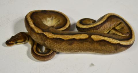 Small Genetic Stripe Ball Pythons
