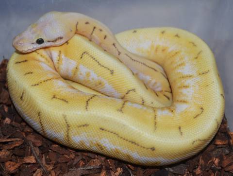 Baby Enchi Killer Blast Ball Pythons