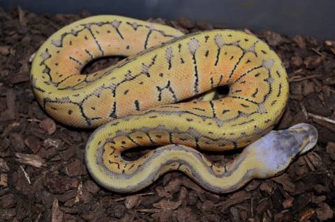 Baby Superblast Ball Pythons