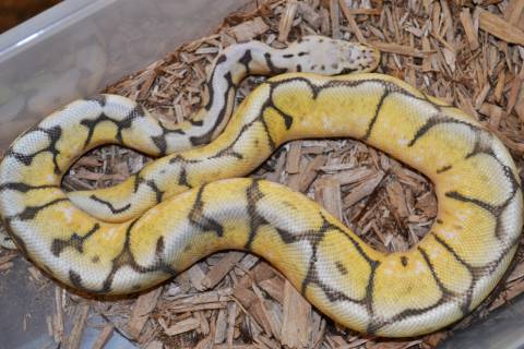 Small Killer Bee Ball Pythons