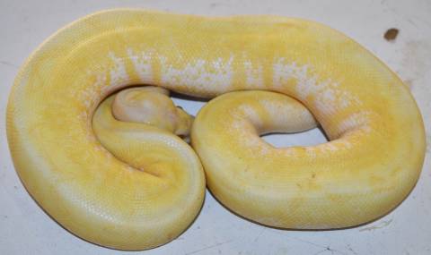 Sub Adult Albino Spider Ball Pythons