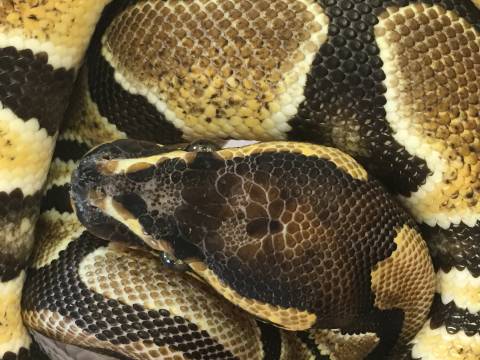 Sub Adult Scaleless Head Ball Pythons