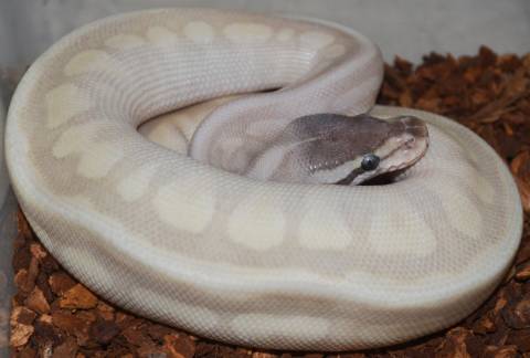 Baby Potion Spider Ball Pythons