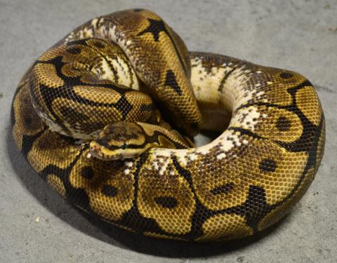 Sub Adult Spider Ball Pythons