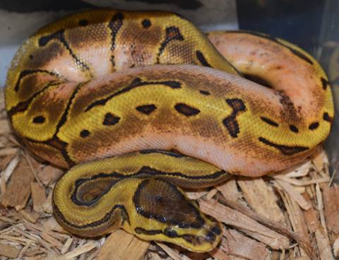 Baby Spinner Calico Ball Pythons