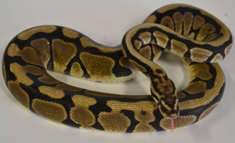 Sub Adult Spotnose Ball Pythons
