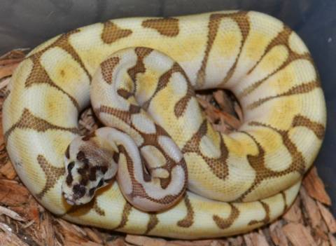 Baby Enchi Lesser Spider Ball Pythons