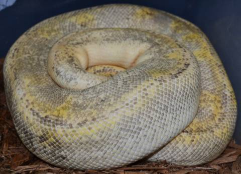 Adult Champagne Pastel Ball Pythons