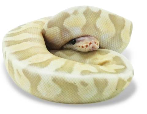 Baby Banana Super Pastel Calico Ball Pythons