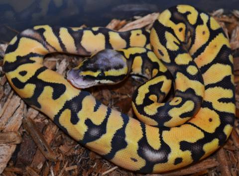 Baby Pastel Enchi Ball Pythons