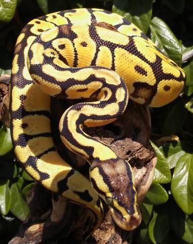 Baby Enchi Pastel Ball Pythons