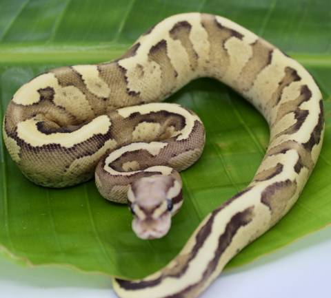 Baby Amoretti Ball Pythons