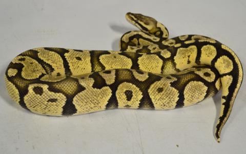 Adult Pastel Lesser Ball Pythons