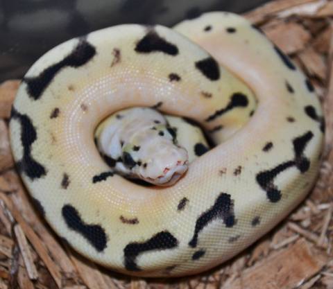Baby Fire Bee Ball Pythons