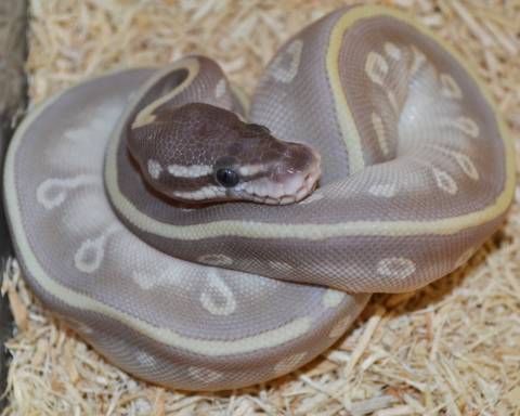 Baby Mystic Potion Ball Pythons